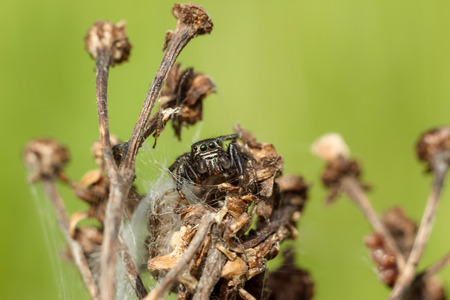 small spider close-up hiding on a dry branch, blurred green yellow backgroundの写真素材