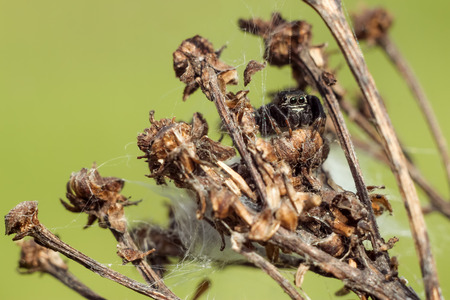 small spider close-up hiding on a dry branch, blurred green yellow backgroundの写真素材
