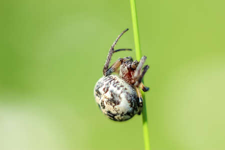 Spider closeup sitting on green grass blurred background with copyspace.の写真素材