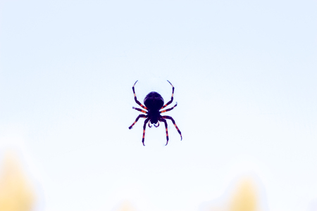 Spider closeup hanging in the air on spider web, blurred background with copyspace.の写真素材