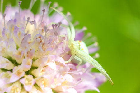 White spider close-up hunts a flower in anticipation of prey, blurred background with copyspace.の写真素材