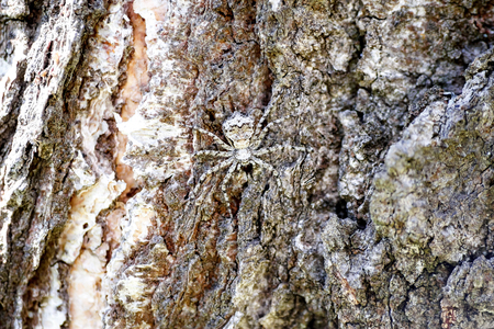 A masked spider in close-up hides like a spy on the bark of a tree. Texture and copyspace.の写真素材