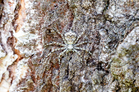 A masked spider in close-up hides like a spy on the bark of a tree. Texture and copyspace.の写真素材