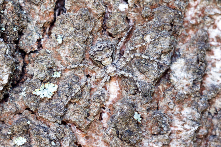 A masked spider in close-up hides like a spy on the bark of a tree. Texture and copyspace.の写真素材