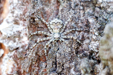 A masked spider in close-up hides like a spy on the bark of a tree. Texture and copyspace.の写真素材