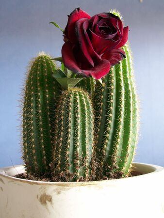 a decaying rose caught in the grips of some cactiの写真素材