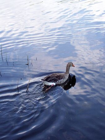 a mother duck swimming in a pond looking for her ducklingsの写真素材