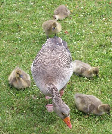 a mother duck with her ducklings on the river bankの写真素材