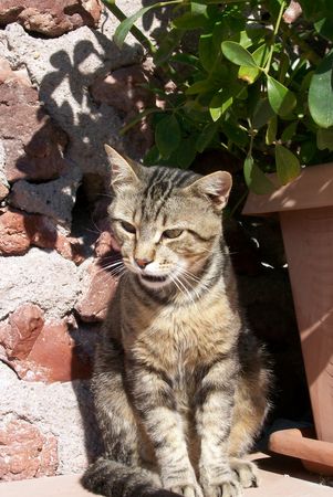 stray cat on the greek island of santoriniの写真素材