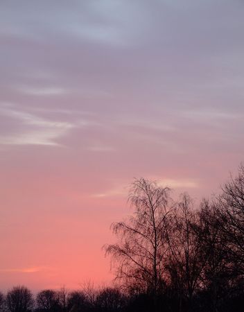 woodland trees silhouetted against the already set sun.の写真素材