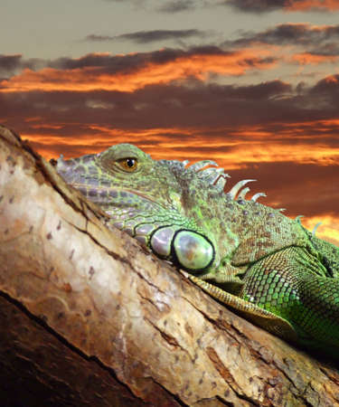 lazy lizard resting on a tree against a backdrop of an island sunsetの写真素材