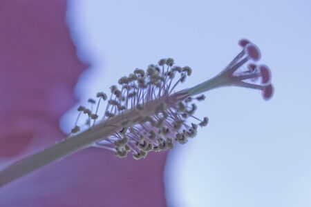 A close up macro shot of a beautiful pink hibiscus flowerの写真素材