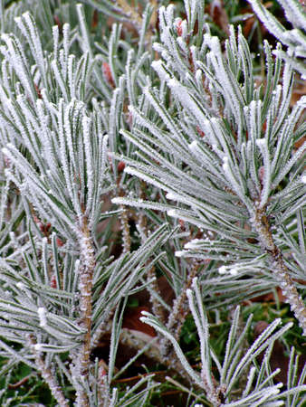 Frosty ice particles covering branches of a tree on a cold foggy winter morning.の写真素材