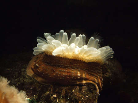 A bright and luminous sea anemone situated in a coral reef on a shallow sea bed.