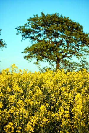 A rural countryside image of a rapeseed field in full bloom.
