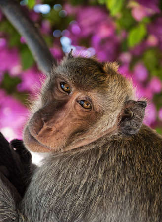 A macaque monkey from the mountain area of Khao Takiap in Hua Hin, Thailandの写真素材