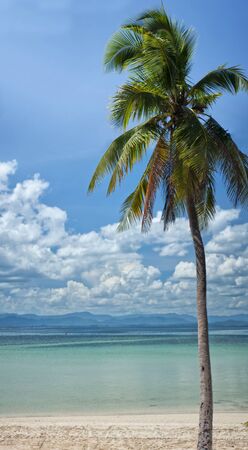 An exotic palm tree on a small island beach overlooking mainland Thailand.の写真素材