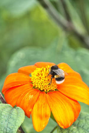 A bumble bee sits on a flower drinking nectar whilst pollinating.の写真素材