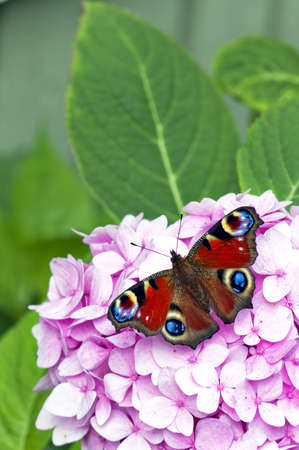 A red butterfly rests on a large pink flower in the garden.の写真素材