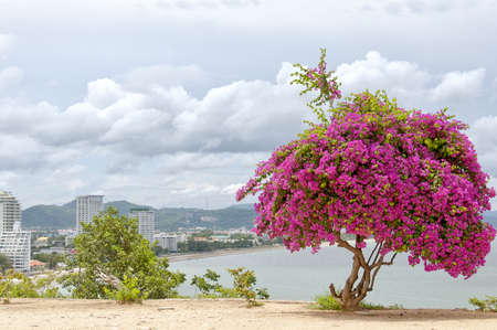 A Pink Bougainvillea Tree situated atop monkey mountain in Hua Hin, Thailand overlooking various hotel resorts in the city.の写真素材