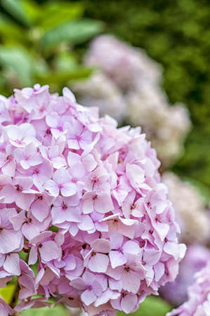 A beautiful bouquet of pink hydrangeas in a typical country garden.の写真素材