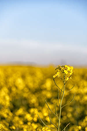 A close up look of a rapeseed flower with the field blurred in the background.の写真素材