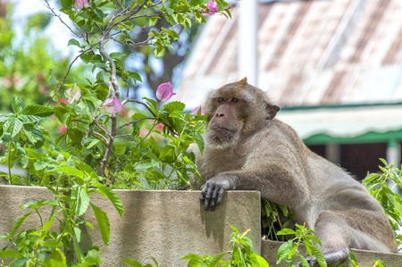 A Macaque Monkey in the Khao Tahiap area of Hua Hin in Thailand.