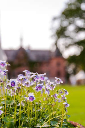 Sofiero is a historical garden that is cared for and developed in honour of its legacy. Gustaf VI Adolfs rhododendrons and Margaretas flowerbeds are among the most significant attractions.の写真素材