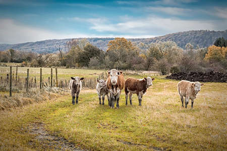 A small herd of cows looking curiously at you.の写真素材
