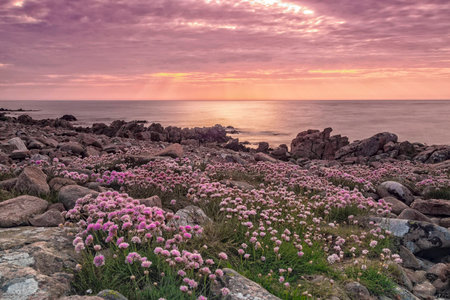 Rocky beach landscape at dusk. Hovs Hallar, Sweden.の写真素材