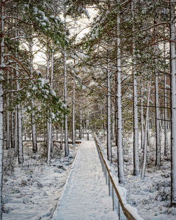 A cold winter view of a woodland area with a wooden walkway going through the middle.の写真素材