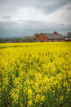 A rapeseed field full bloom in the Skane region of Sweden.の写真素材