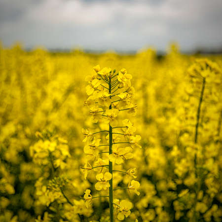 A rapeseed field full bloom in the Skane region of Sweden.