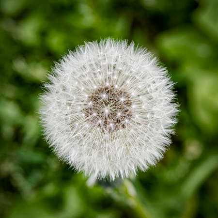 A white dandelion flower seed head as seen from above.and close up.の写真素材