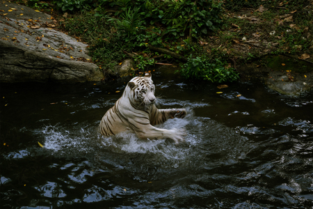 White tiger waving his powerful paws with sharp claws in the water. Splash around dangerous bengal...