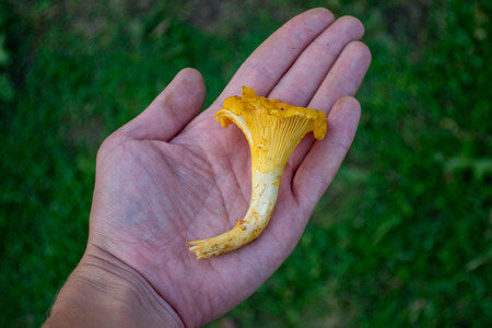 One fresh orange Chanterelle (CantharÄllus cibÄrius) mushroom on the palm of hand close-up on a green grass bckground. Top view.の写真素材