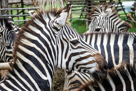 Plains zebra close-up eating hay on the farmの写真素材