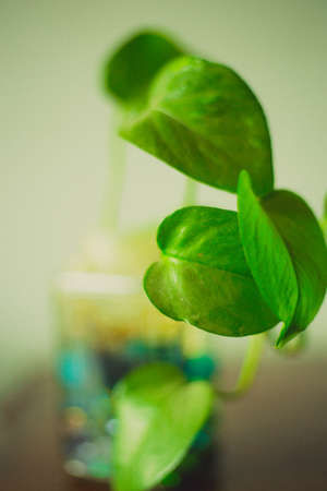 Potted plant in Jar on Tableの写真素材