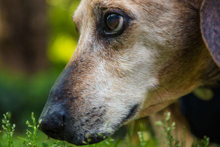 Dachshund Weiner Dog Face Close Upの写真素材
