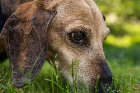 Dachshund Weiner Dog Sniffing Close Upの写真素材