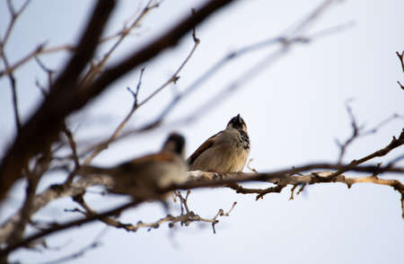 Couple of Birds on Leafless Branchの写真素材