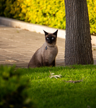 Siamese Cat Sitting Outside by Treeの写真素材