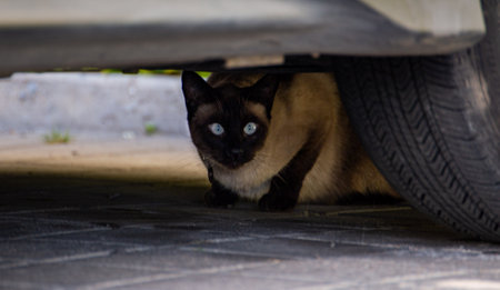 Siamese Cat Hiding under Carの写真素材