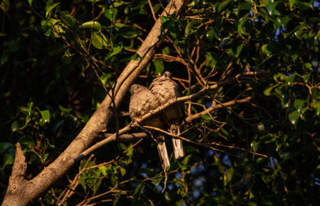 Snug Birds on a Branch at Sunsetの写真素材