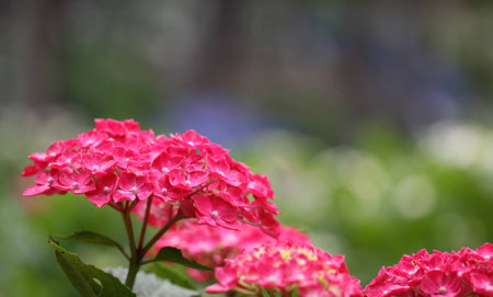 Hydrangea blossoms in the Japanese temple