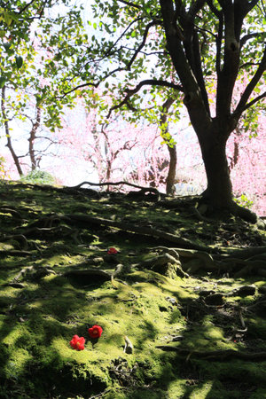 Japanese plum gaeden with fallen camelliaの写真素材