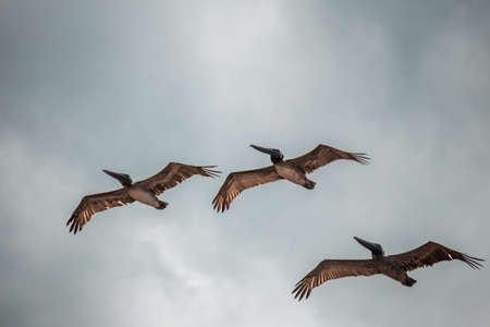 Three birds flying in the skyの写真素材
