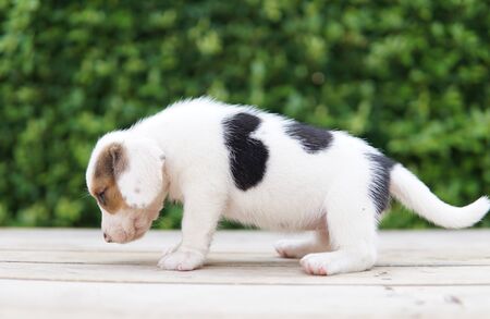 One month beagle puppy standing on wood floors.の写真素材