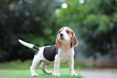 Cute beagle puppy with copy space for advertisement.の写真素材