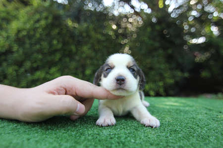 Adorable beagle puppy on green background with copy space.
